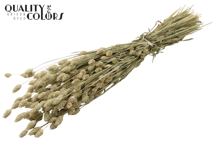 <h4>Phalaris per bunch Natural</h4>