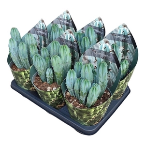 MYRTILLOCACTUS GEOMETRIZANS - POT Ø 14 WITH POTCOVER (CACTUS)