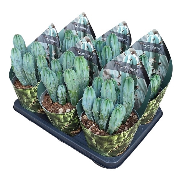 <h4>MYRTILLOCACTUS GEOMETRIZANS - POT Ø 14 WITH POTCOVER (CACTUS)</h4>