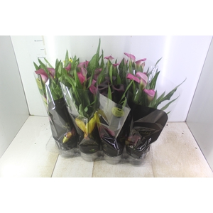 CALLA COLORIDA P14 PREMIUM