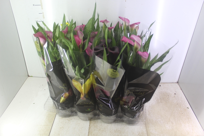 <h4>CALLA COLORIDA P14 PREMIUM</h4>