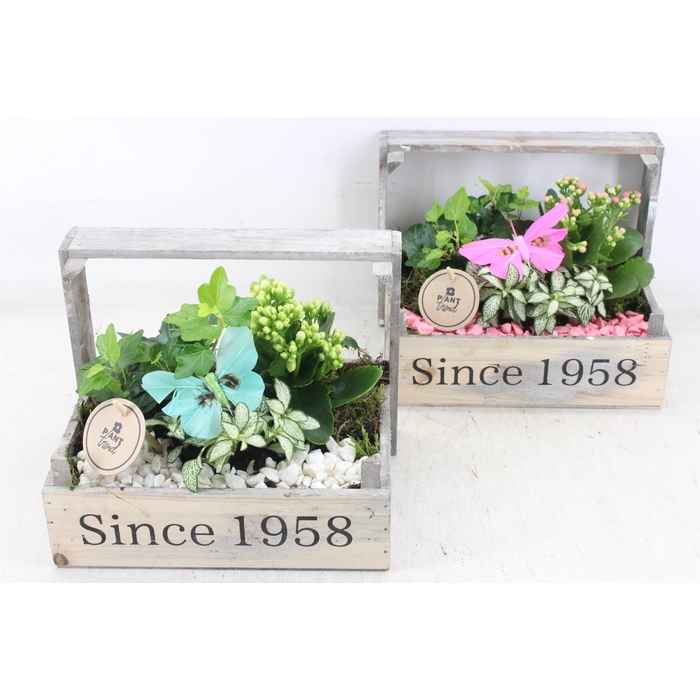 <h4>Arr2 Pl - Bollenkist 1958 - Roze/wit</h4>