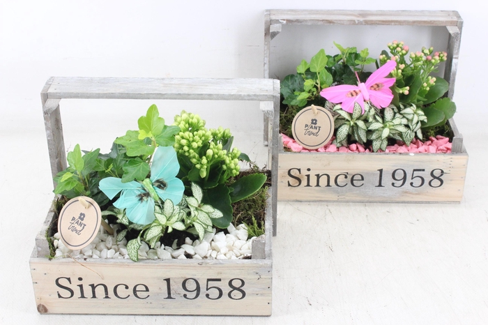 <h4>arr2 PL - Bollenkist 1958 - roze/wit</h4>