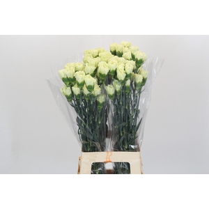 Dianthus St Lady Midori
