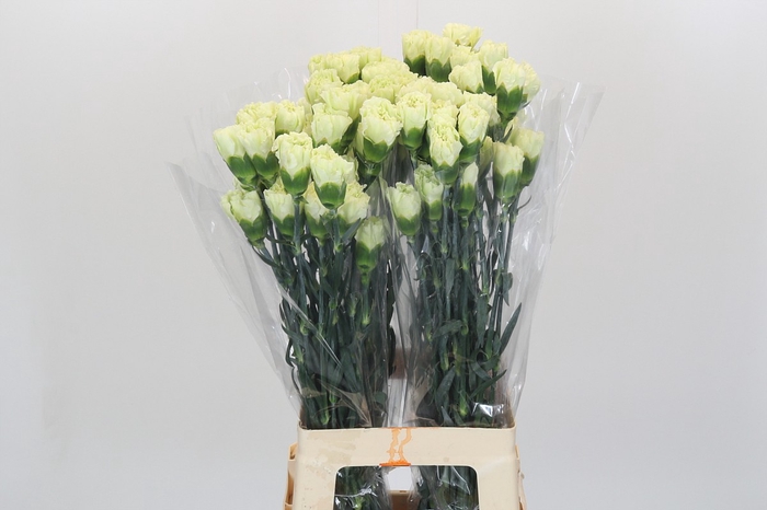 <h4>Dianthus St Lady Midori</h4>
