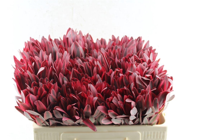 <h4>Leucad Jester</h4>