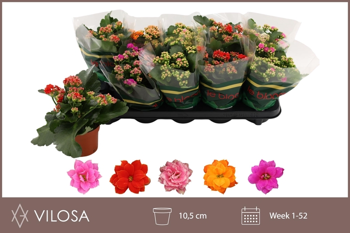 <h4>KAL GE GEM 5 KL</h4>