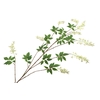 Wisteria White