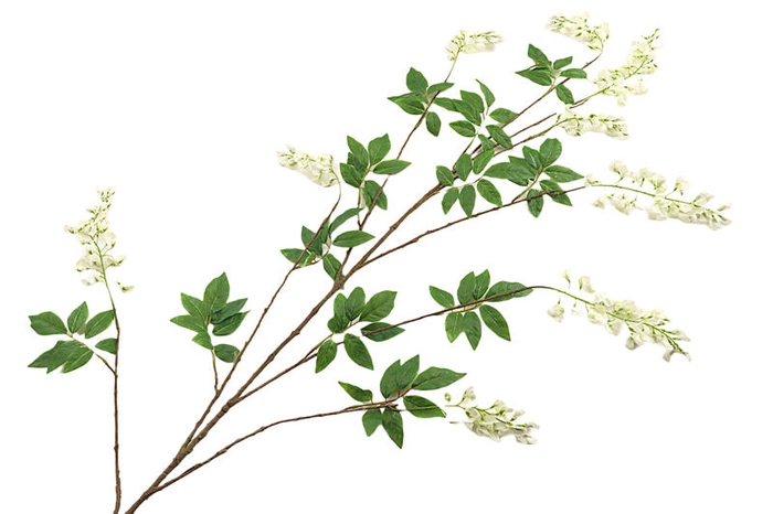 <h4>Wisteria White</h4>