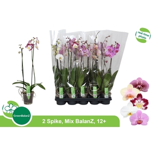 PHAL GEM