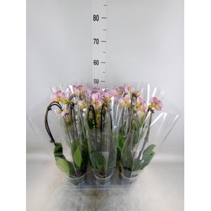 Phalaenopsis  'Elegant Cascade'