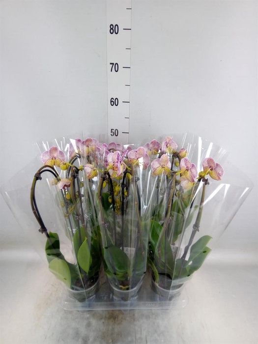 <h4>Phalaenopsis  'Elegant Cascade'</h4>
