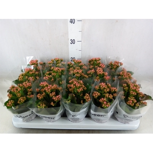 Kalanchoe  'RoseFlow Audrey'
