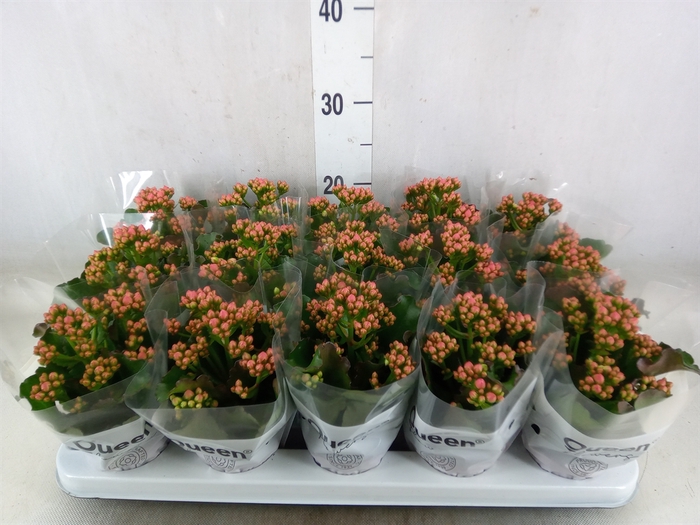 <h4>Kalanchoe  'RoseFlow Audrey'</h4>