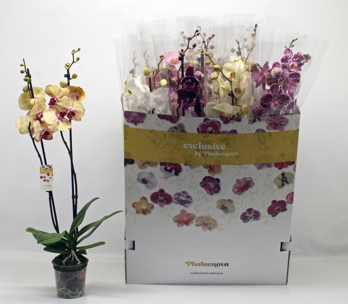 <h4>PHAL GEM 10 KL</h4>