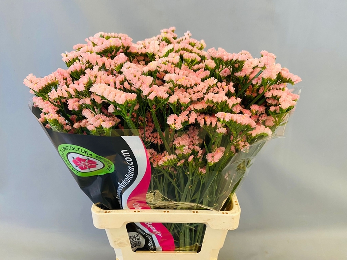 <h4>Limonium Statice Apricot Sun Birds</h4>