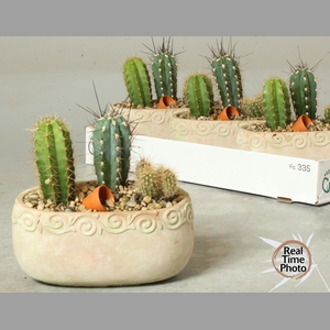 ARR CACTUS