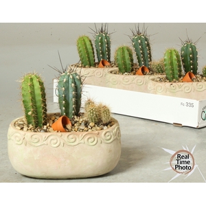 ARR CACTUS