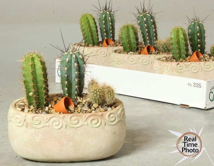 <h4>ARR CACTUS</h4>