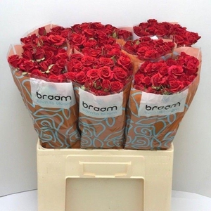 Rosa TR 'Mirabel' BRAAM