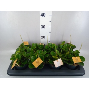 Peperomia obt. 'Obtipan'