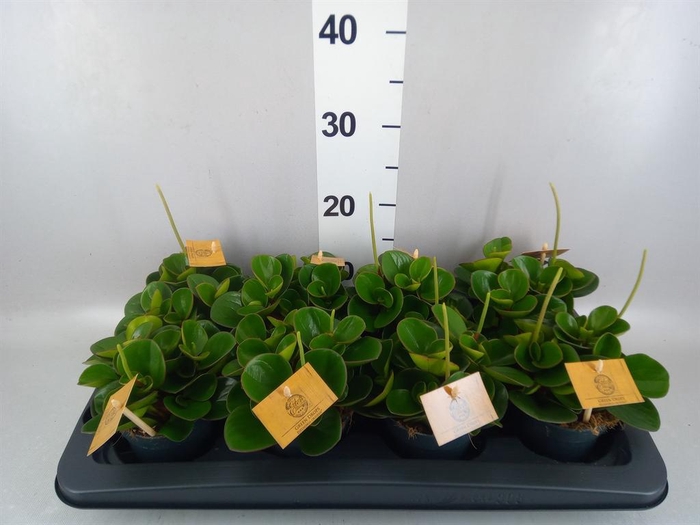 <h4>Peperomia obt. 'Obtipan'</h4>