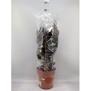 Alocasia amazonica
