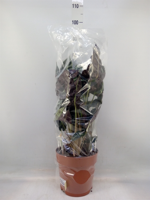 <h4>Alocasia amazonica</h4>