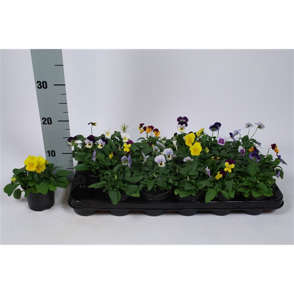 Viola Cornuta mix in tray