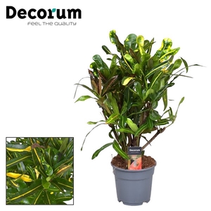 Croton Mammi Yellow vertakt (Decorum)