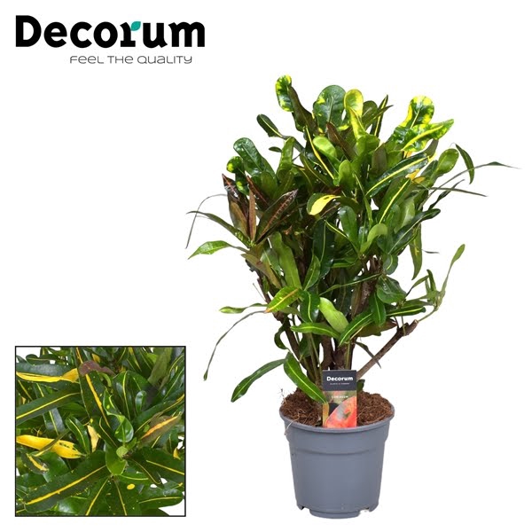 Croton Mammi Yellow vertakt (Decorum)