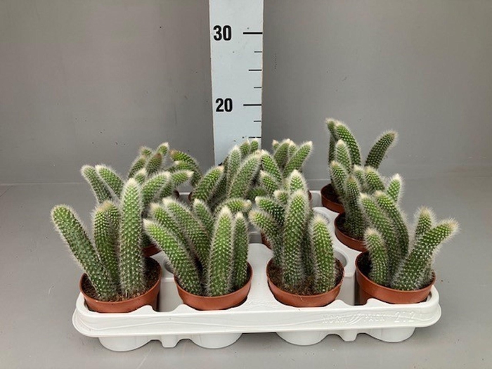 <h4>Cactus</h4>