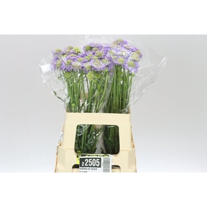 Scabiosa Atr Lavender Scoop