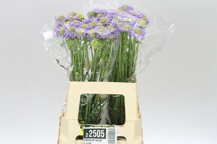 <h4>Scabiosa Atr Lavender Scoop</h4>
