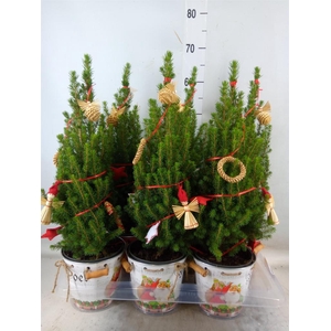 Kerstboom   ...versierd