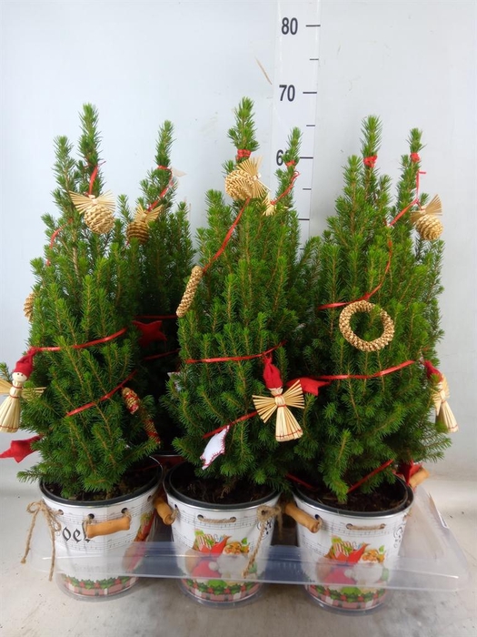 <h4>Kerstboom   ...versierd</h4>