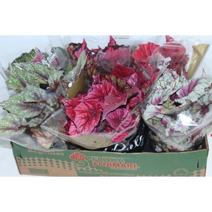 BEGONIA BELEAF P15 PO