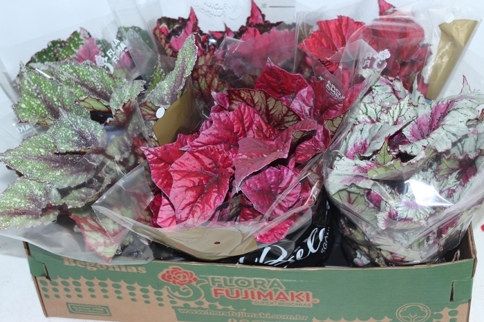 BEGONIA BELEAF P15 PO