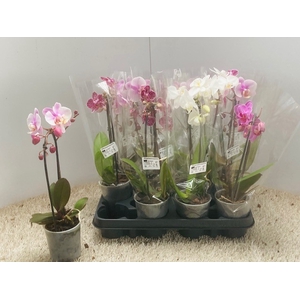 PHAL OV