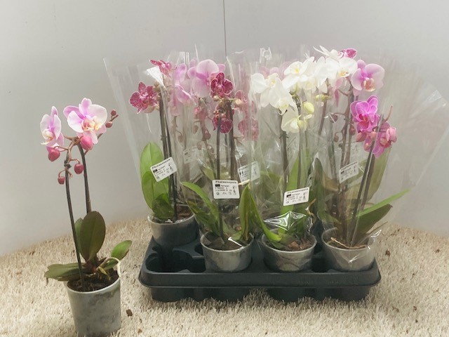 <h4>PHAL OV</h4>