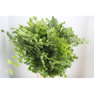 Beuk Naturel P Bunch