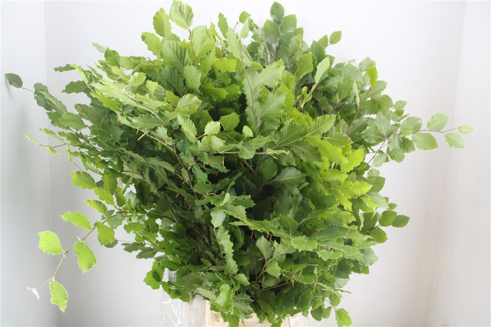 <h4>Beuk Naturel P Bunch</h4>