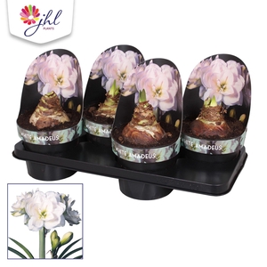 Amaryllis WHITE AMADEUS