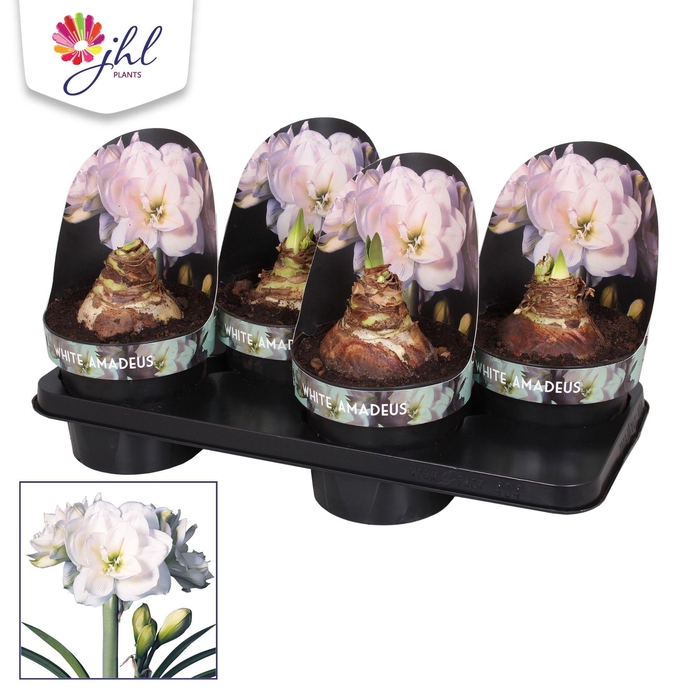 <h4>Amaryllis WHITE AMADEUS</h4>