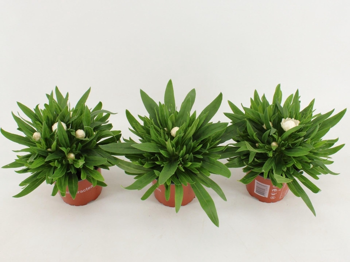 <h4>Bracteantha Dreamtime Jumbo White</h4>