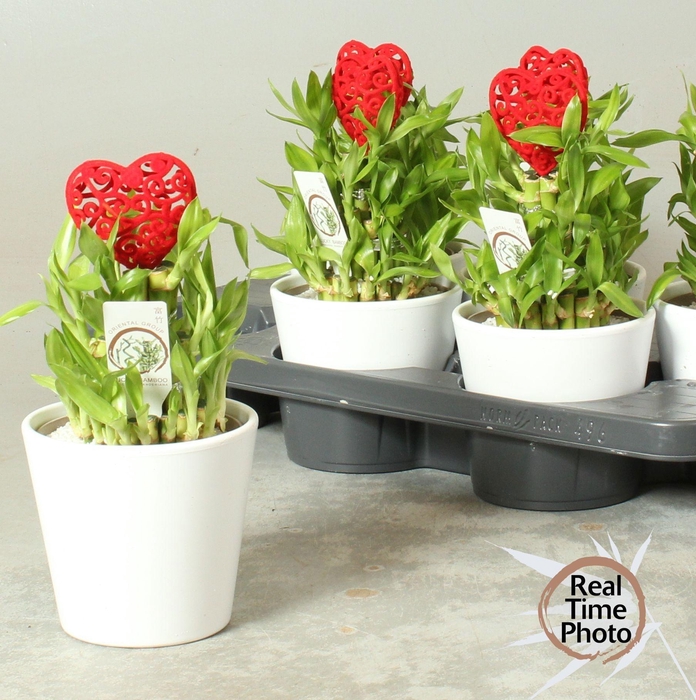 <h4>DRA LUCKY BAMBOO</h4>