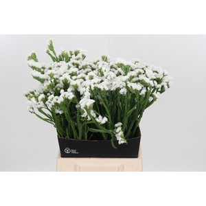 Limonium S - Wh Starl Wings