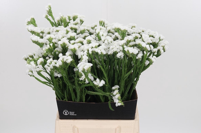 <h4>Limonium S - Wh Starl Wings</h4>