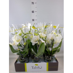 Phalaenopsis   ...white