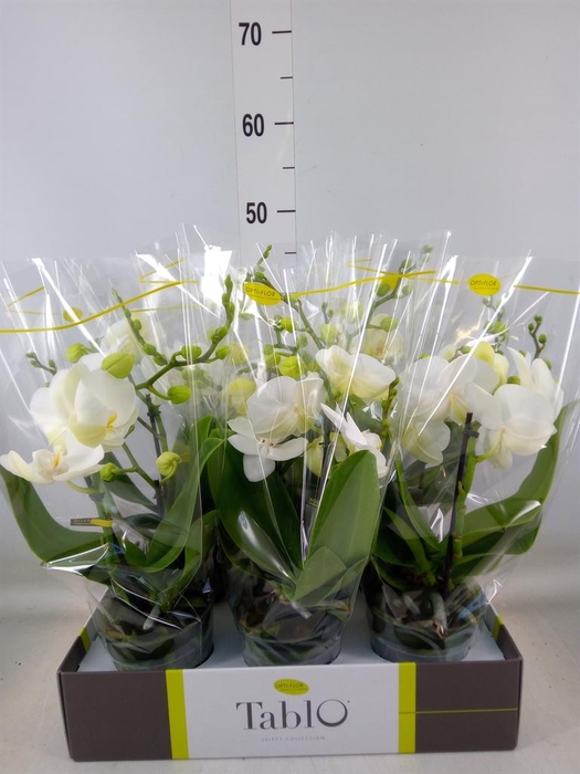 <h4>Phalaenopsis ...white</h4>